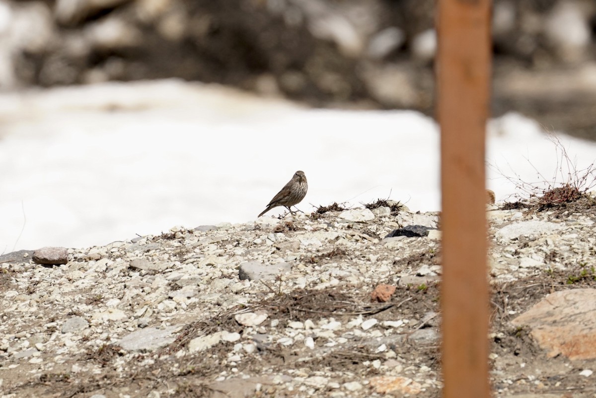 Plumbeous Sierra Finch - Pablo Jaque Bopp