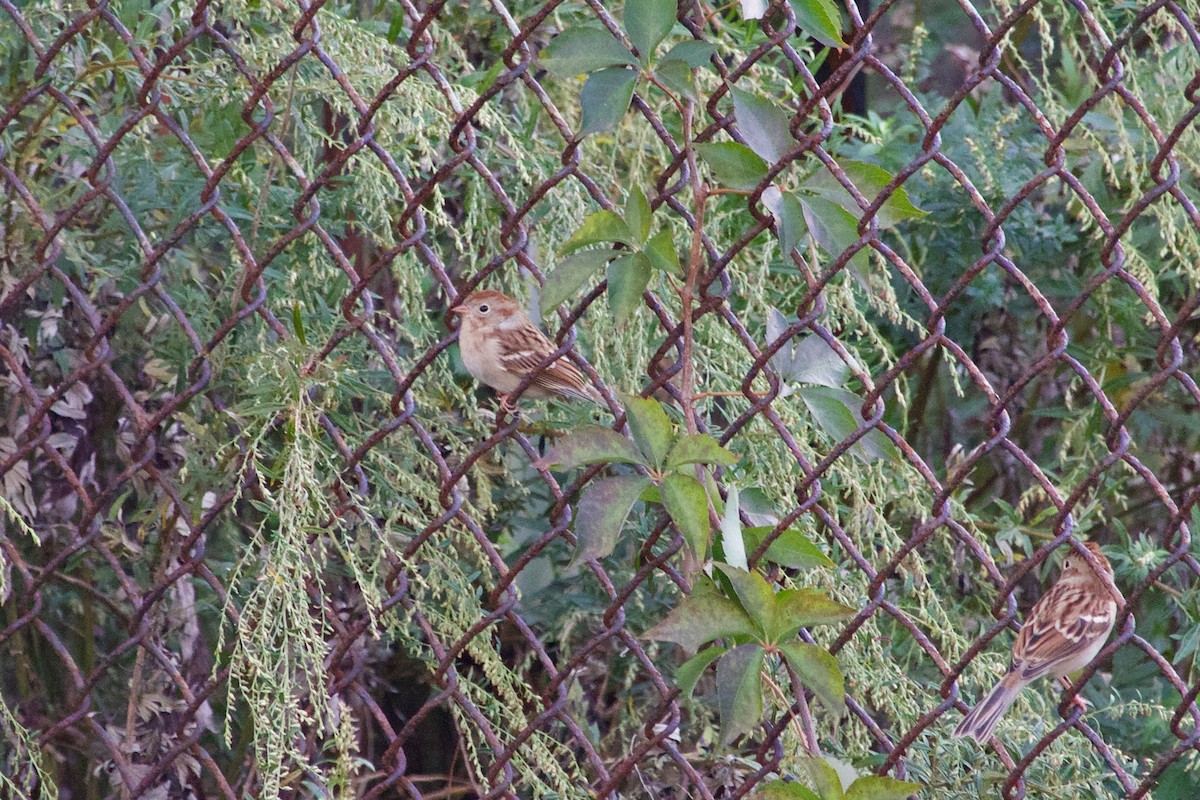 Field Sparrow - ML610336725