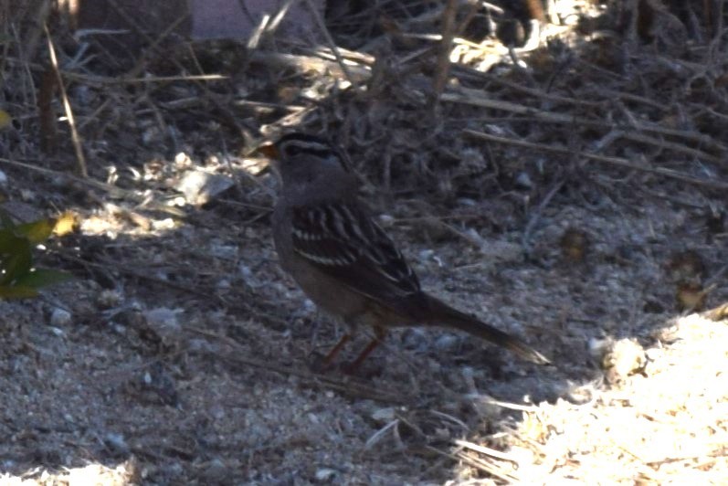 White-crowned Sparrow (Gambel's) - ML610336736