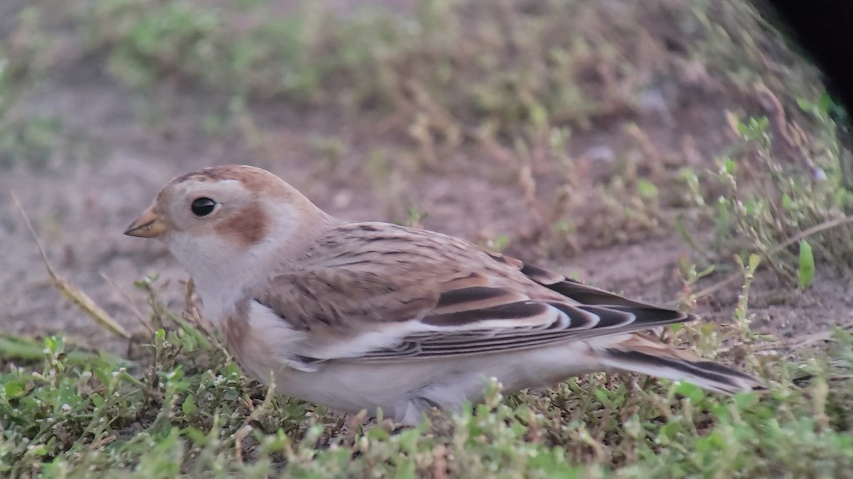 Snow Bunting - ML610336810