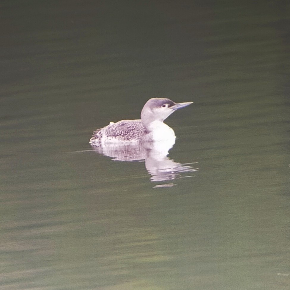 Mouette rieuse - ML610336811