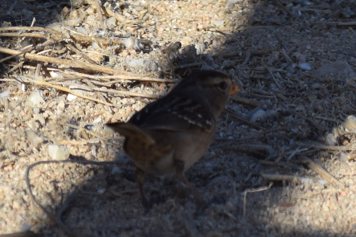 White-crowned Sparrow (Gambel's) - ML610336886