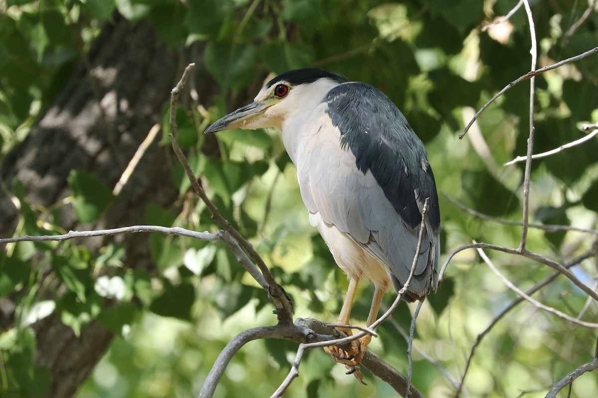 Black-crowned Night Heron - Mark Chavez