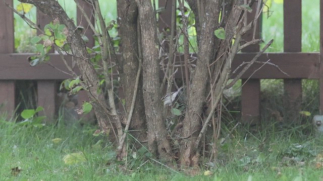 Townsend's Warbler - ML610337073