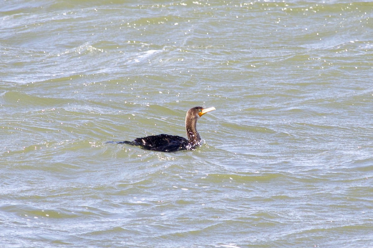 Great/Double-crested Cormorant - ML610337093