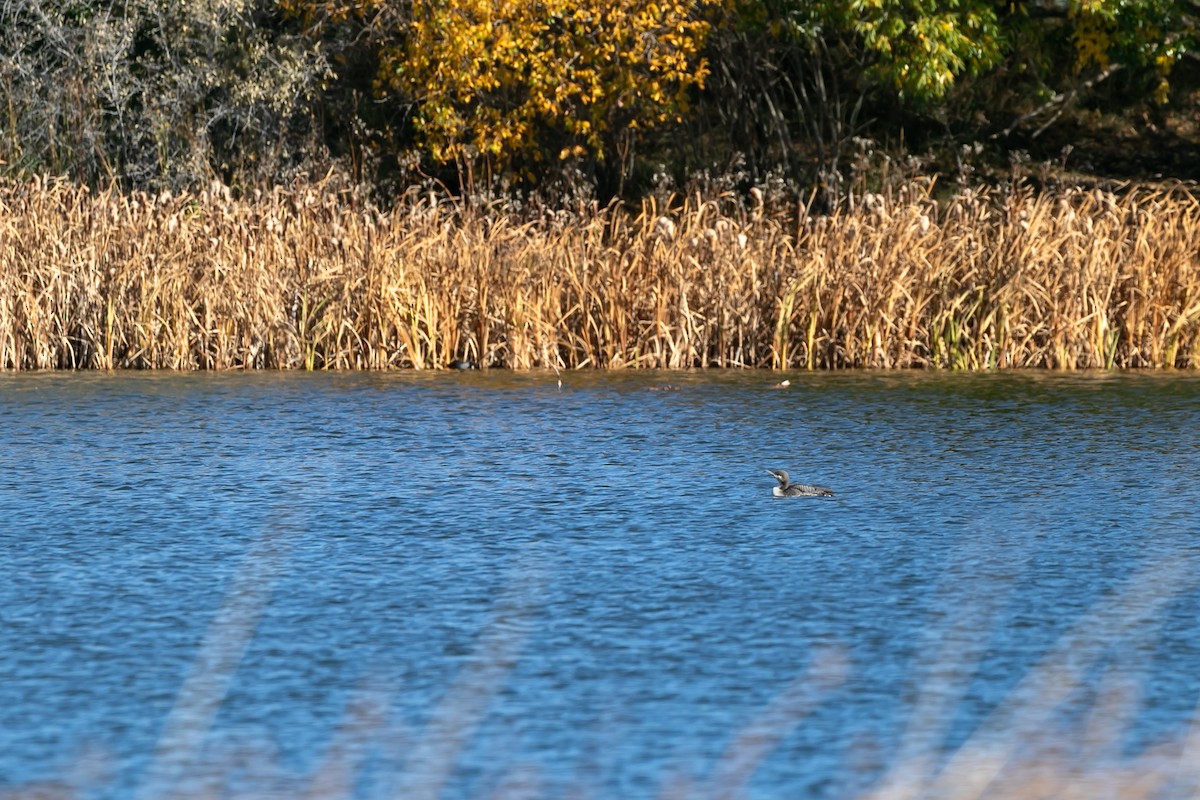 Pacific Loon - ML610337107