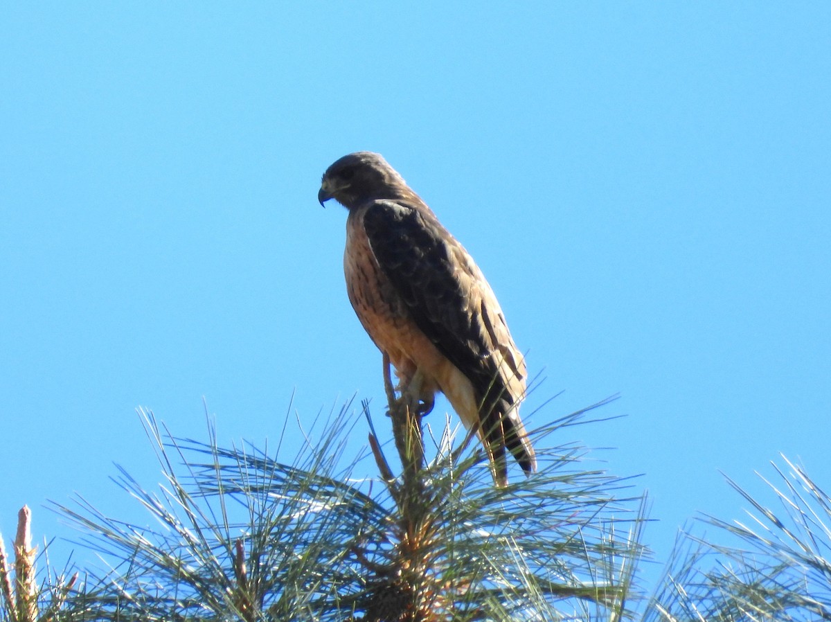 Rotschwanzbussard (calurus/alascensis) - ML610337133