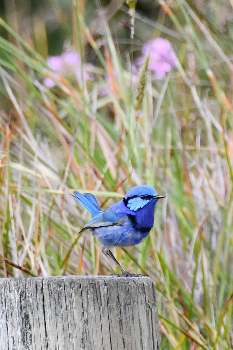 Splendid Fairywren - ML610337219