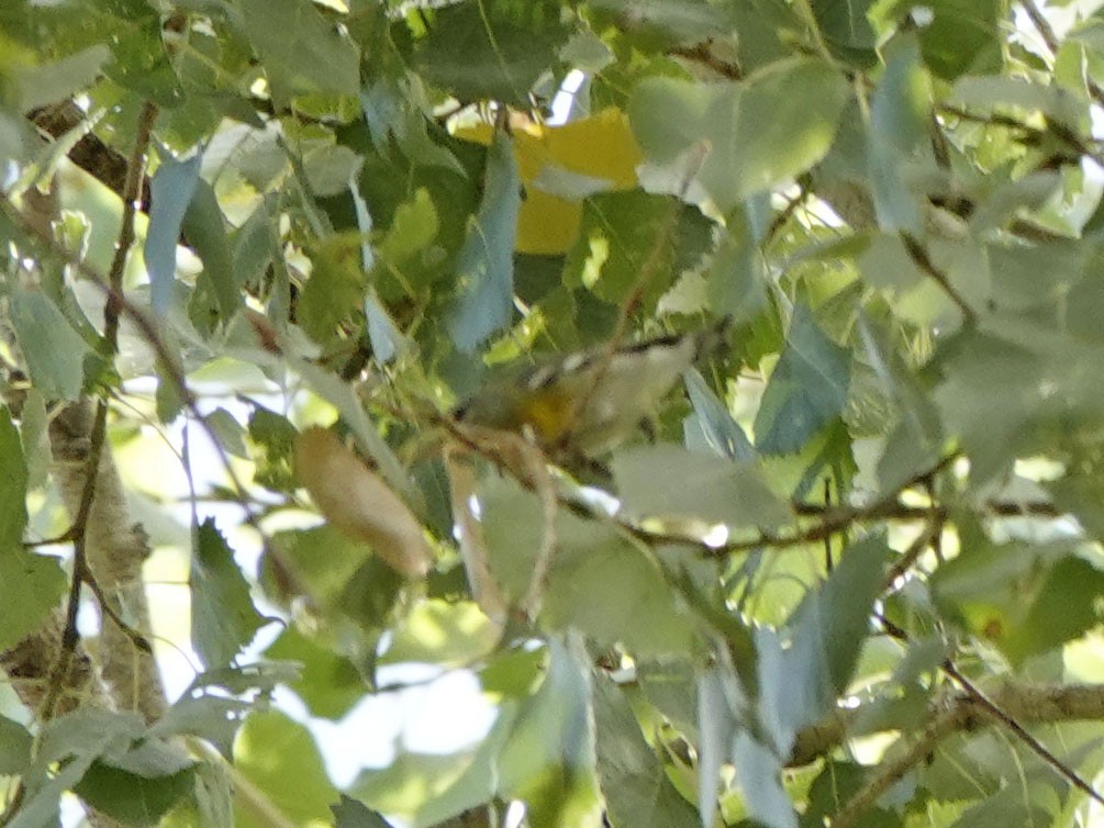 Northern Parula - ML610337224