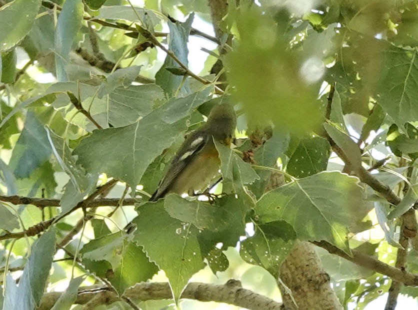 Northern Parula - ML610337226