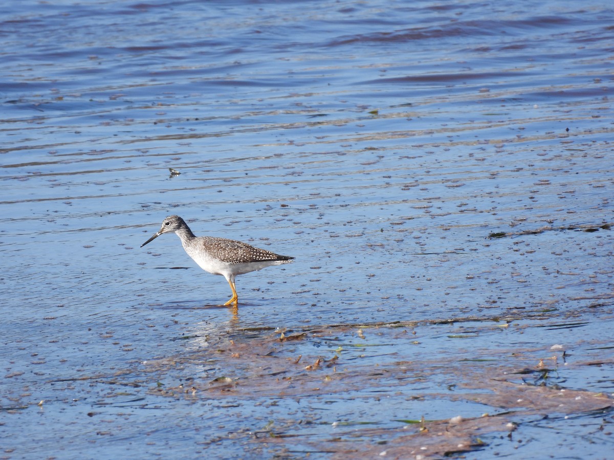 Greater Yellowlegs - ML610337229