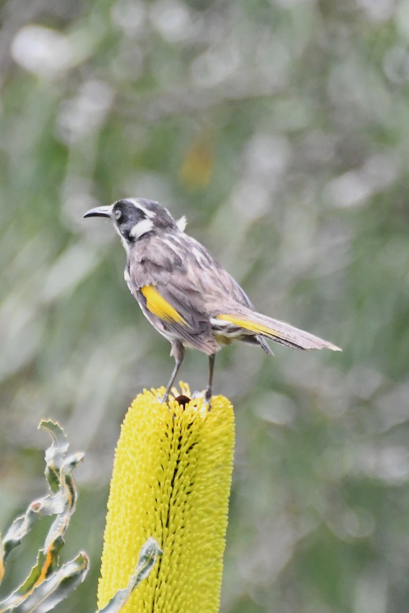 New Holland Honeyeater - ML610337274