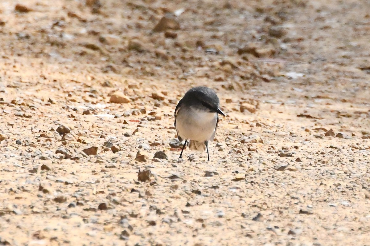 White-breasted Robin - ML610337295