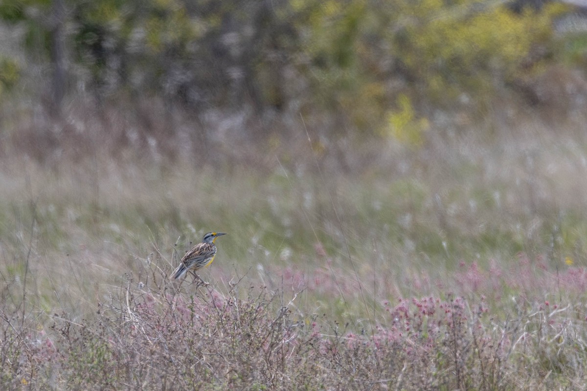 Eastern Meadowlark - ML610337533