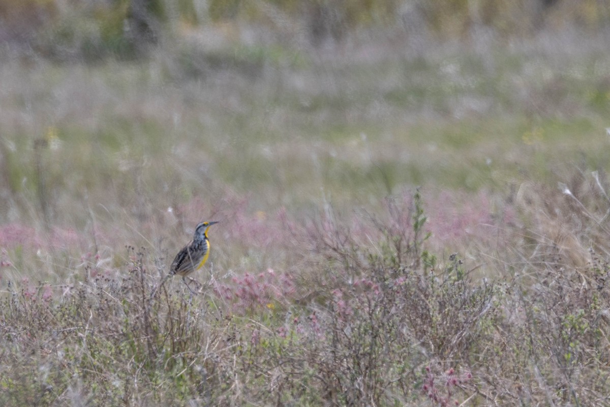 Eastern Meadowlark - ML610337534