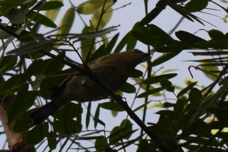 Yellow-rumped Warbler (Audubon's) - ML610337552