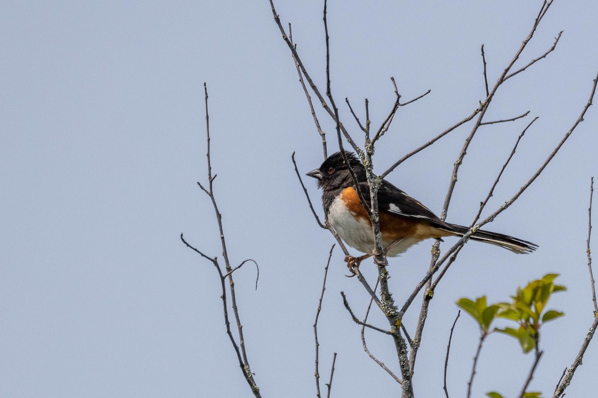 Eastern Towhee - Carol Holmes