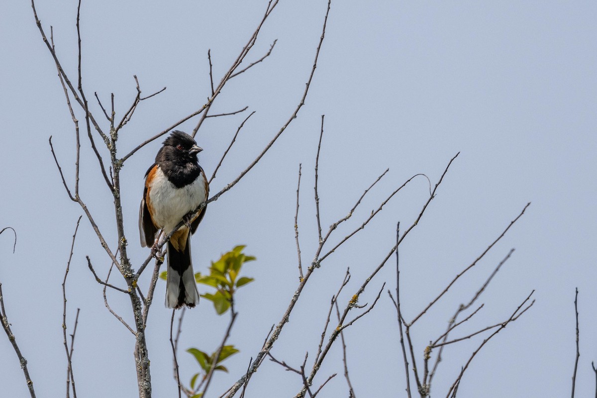 ワキアカトウヒチョウ - ML610337554