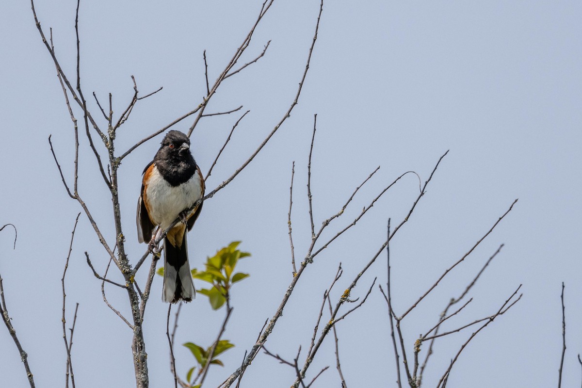 Eastern Towhee - ML610337555