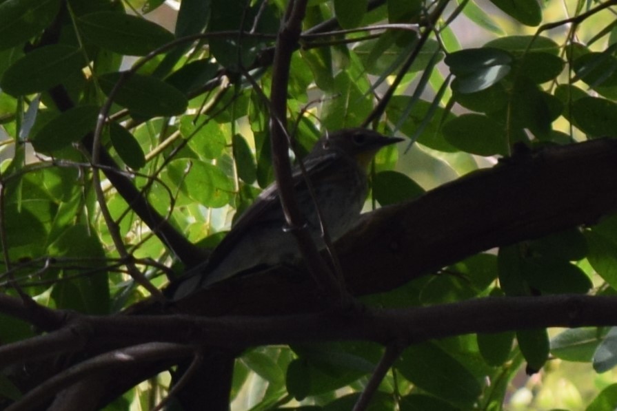 Yellow-rumped Warbler (Audubon's) - ML610337563