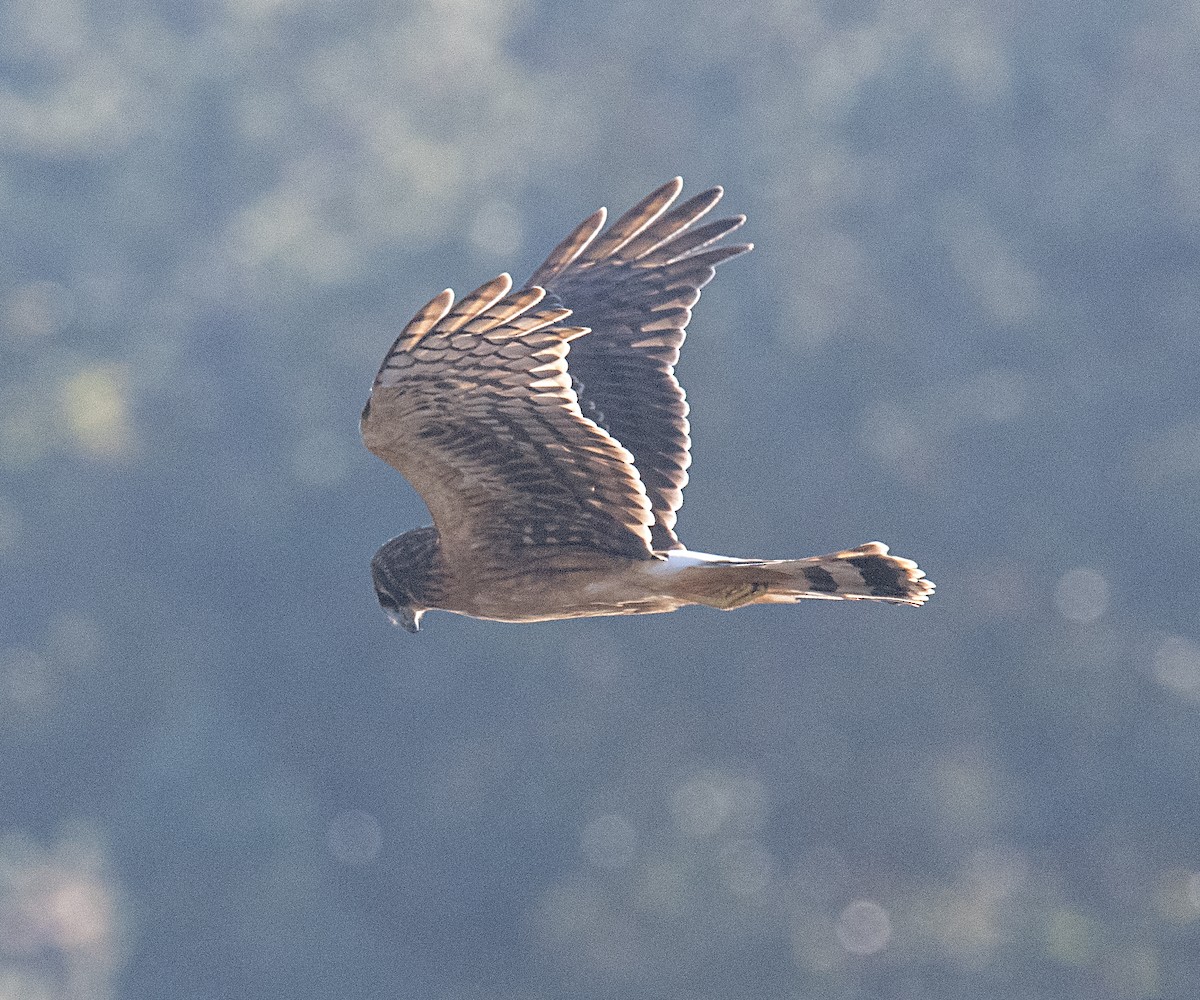 Northern Harrier - ML610337590