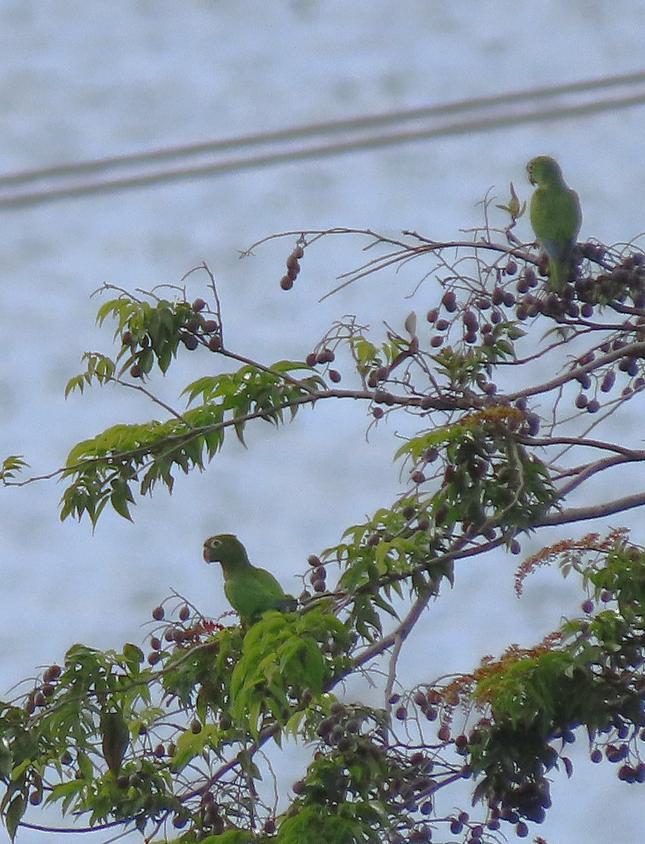 Olive-throated Parakeet - Alfonso Auerbach