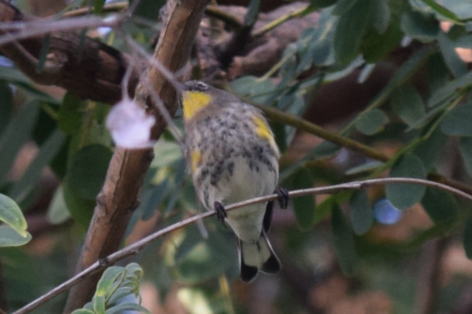 Yellow-rumped Warbler (Audubon's) - ML610337649