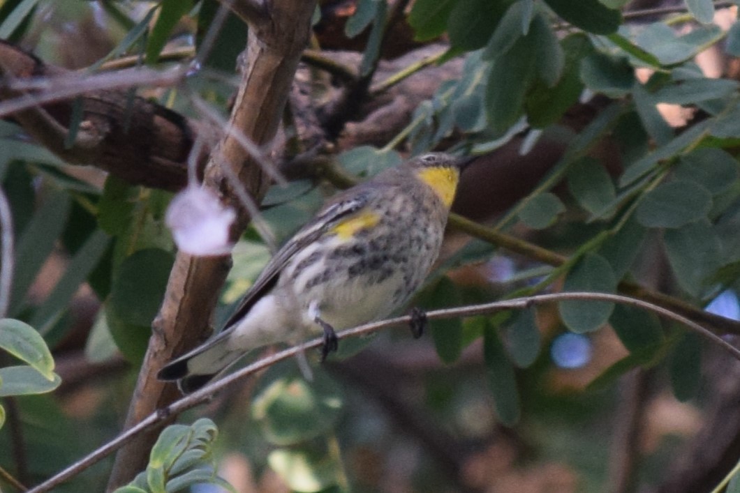 Yellow-rumped Warbler (Audubon's) - ML610337650