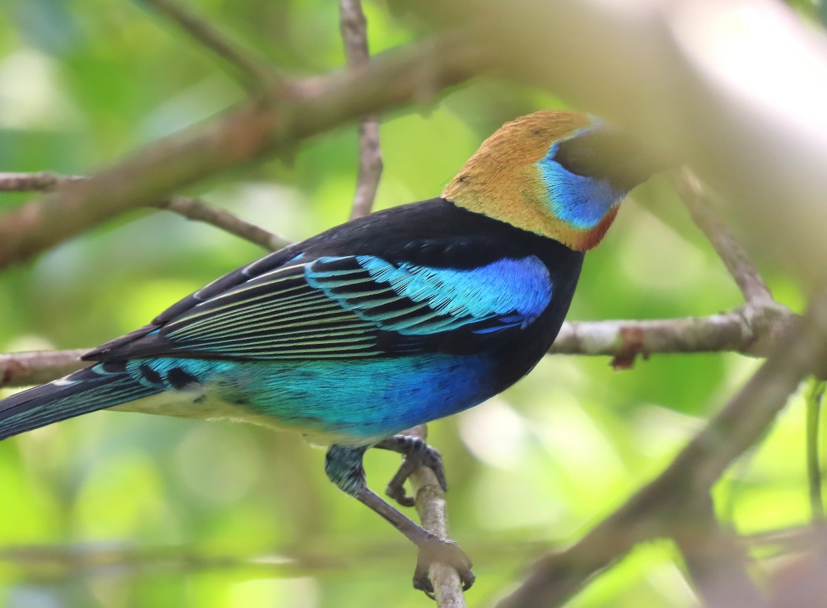 Golden-hooded Tanager - Alfonso Auerbach
