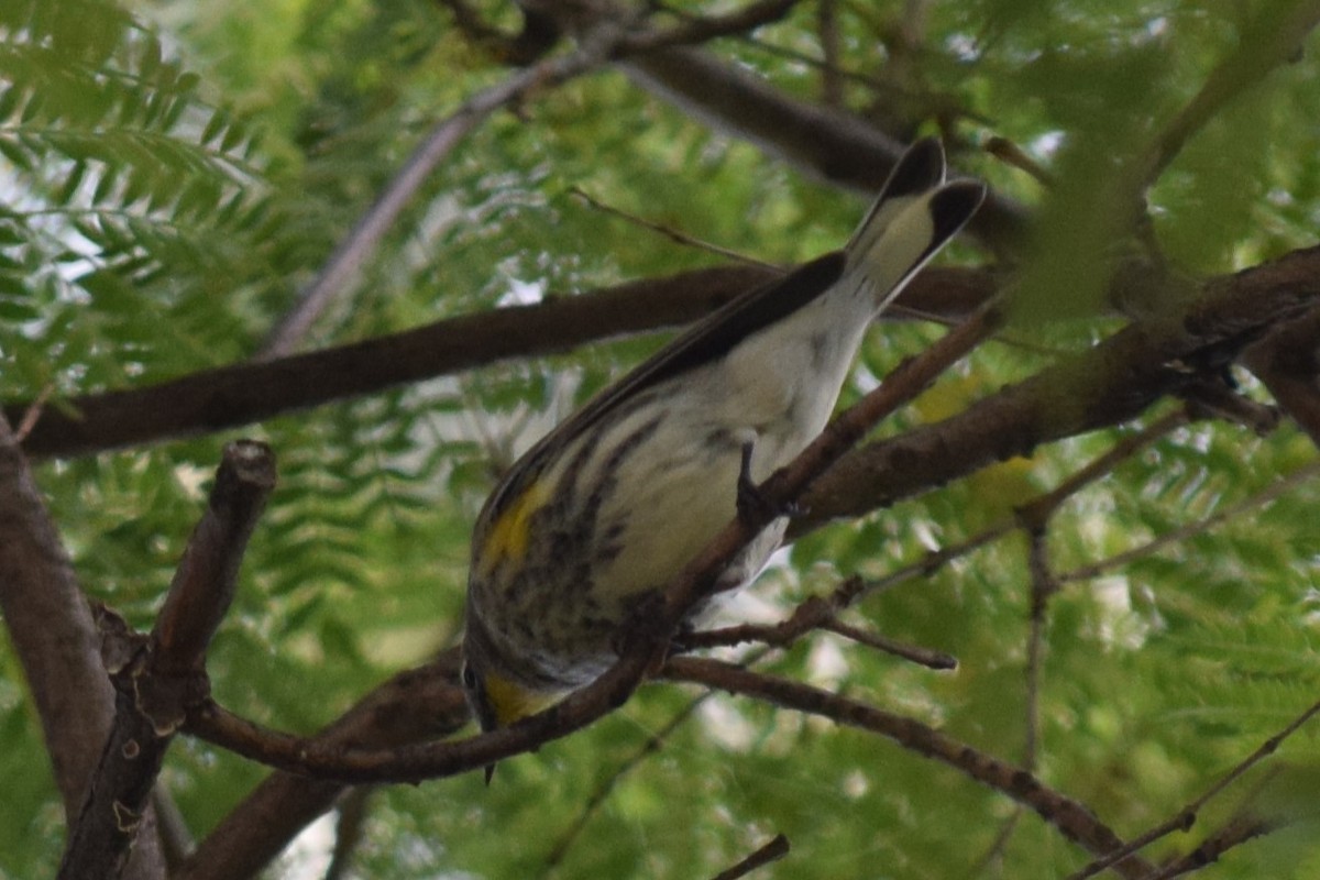 Yellow-rumped Warbler (Audubon's) - ML610337654