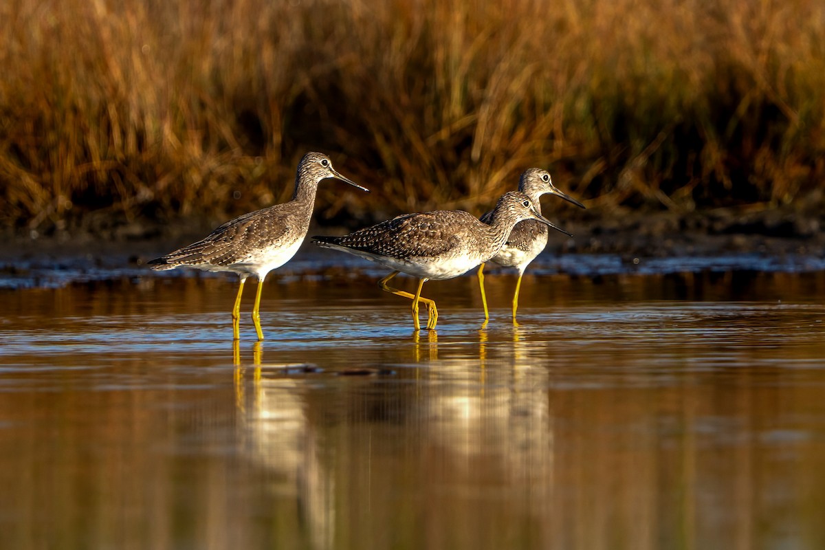 Greater Yellowlegs - ML610337655