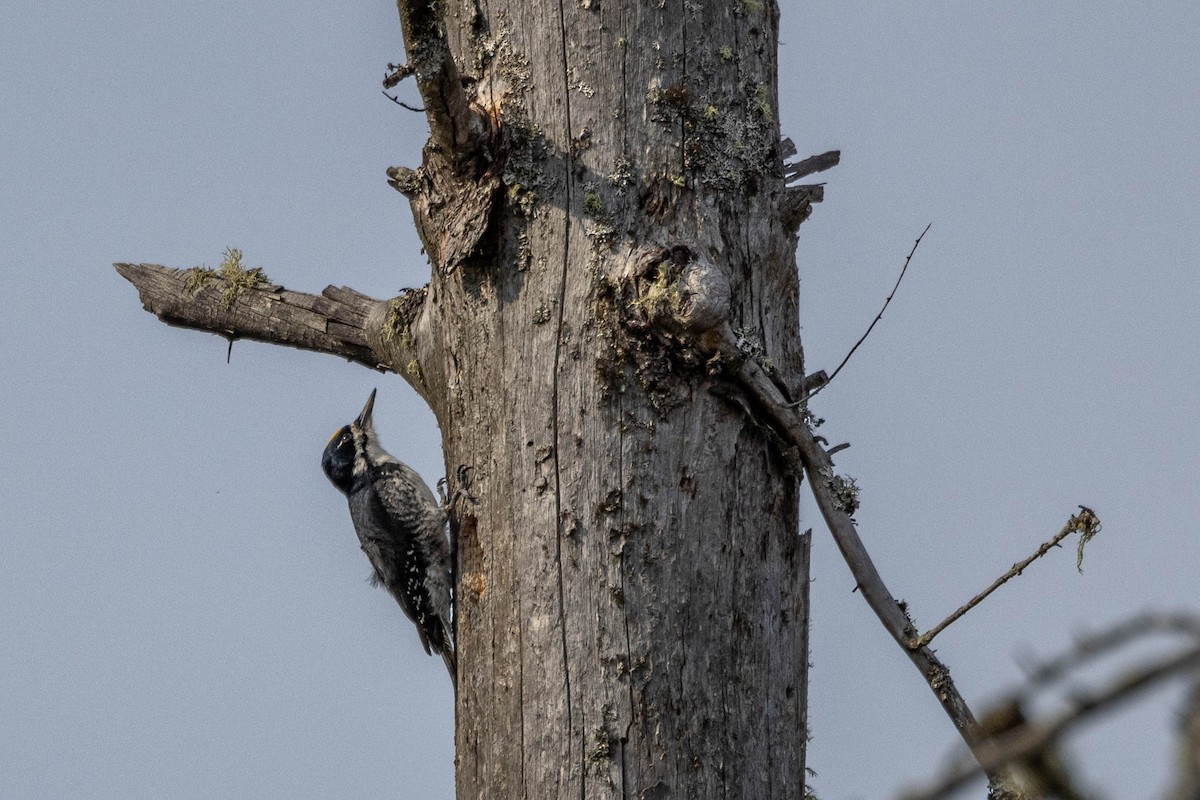 Black-backed Woodpecker - ML610337659