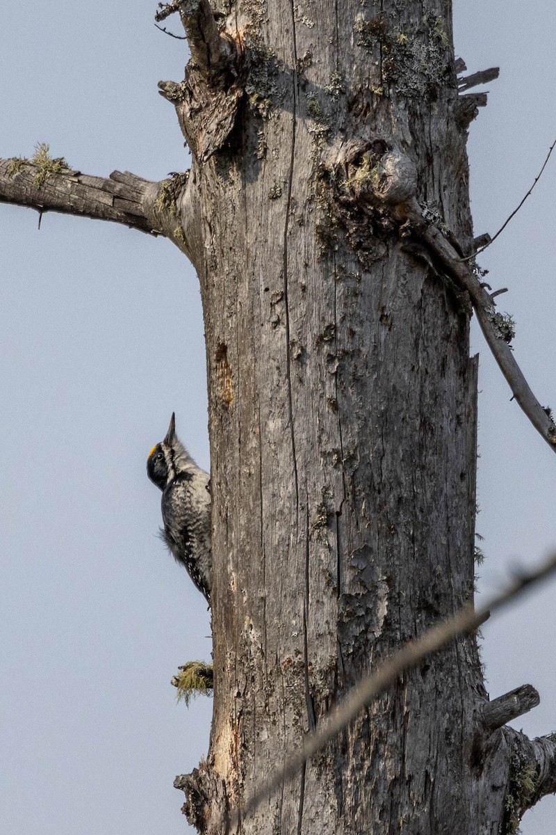 Black-backed Woodpecker - Carol Holmes