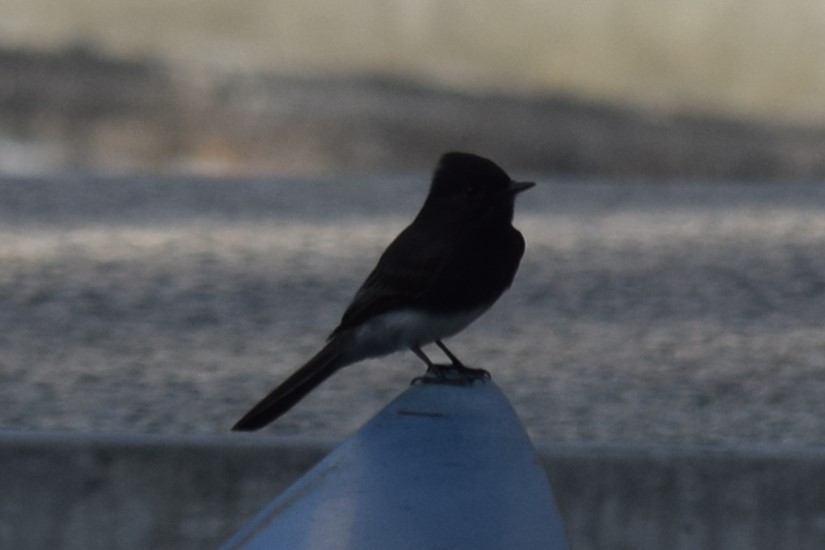 Black Phoebe - ML610337706