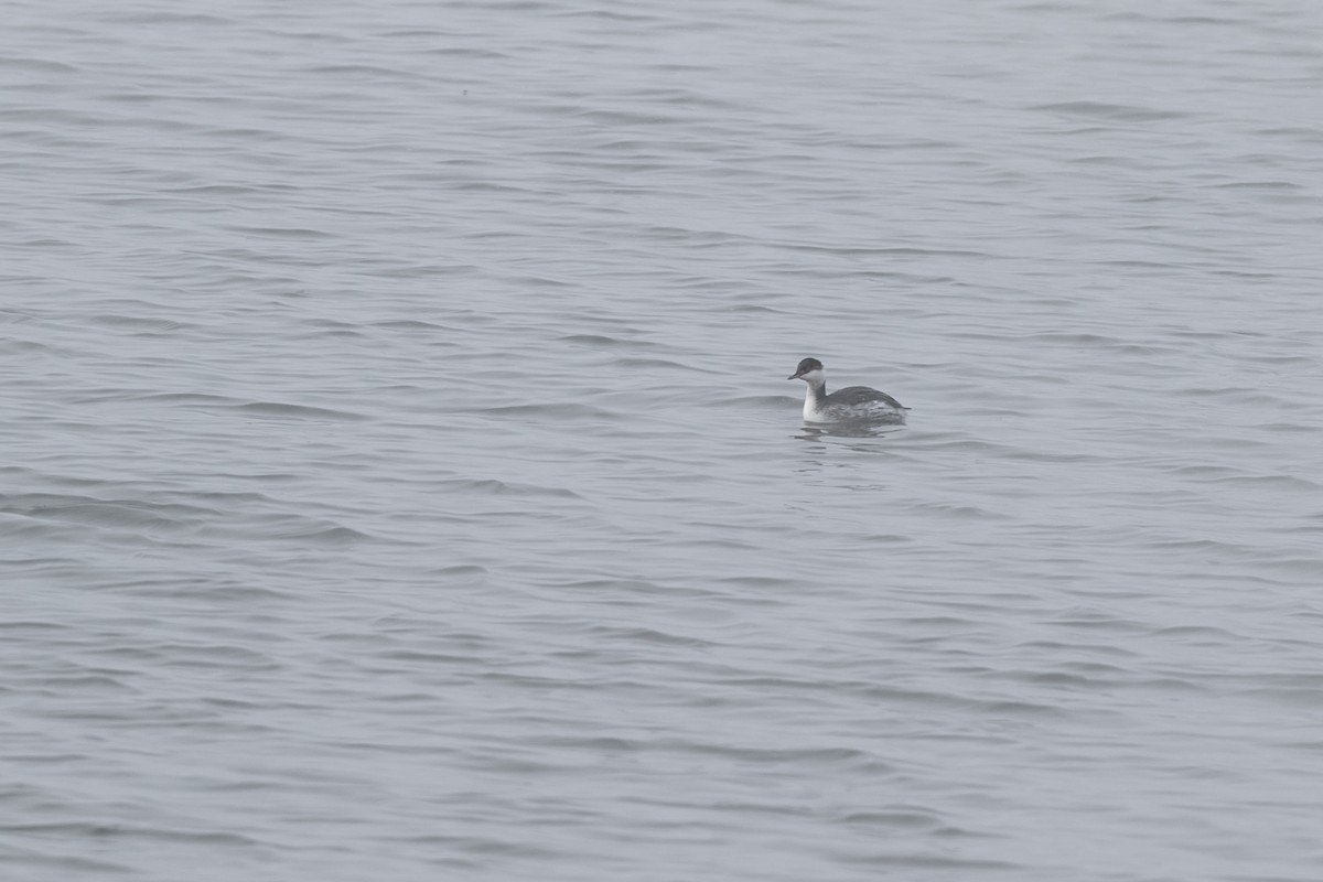 Horned Grebe - Aaron Roberge