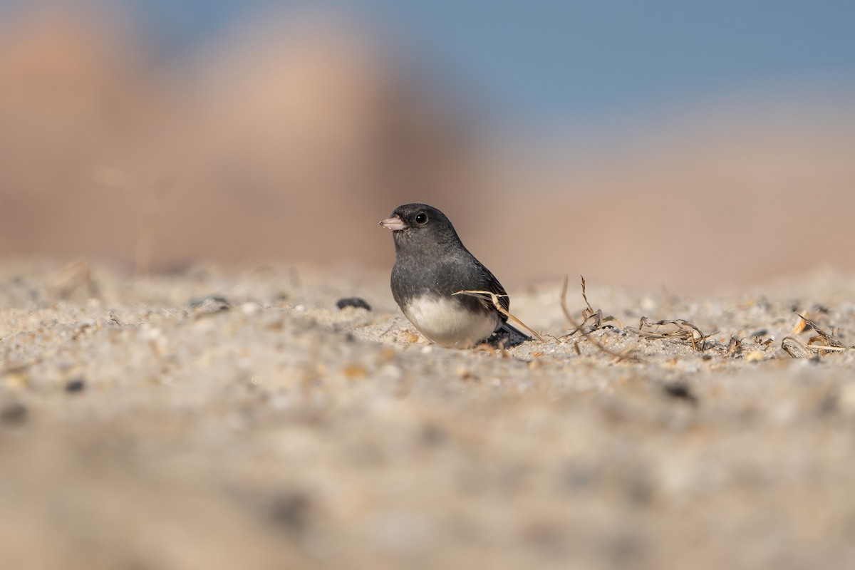 Dark-eyed Junco - Ashley Pichon