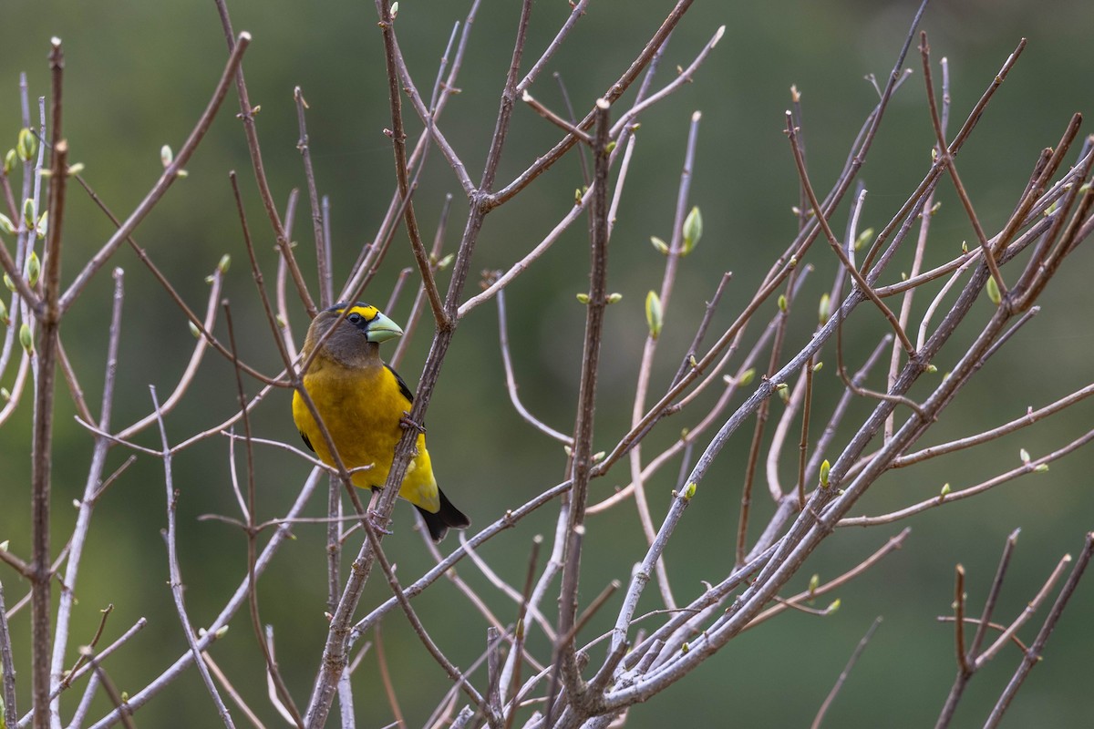 Evening Grosbeak - ML610337747