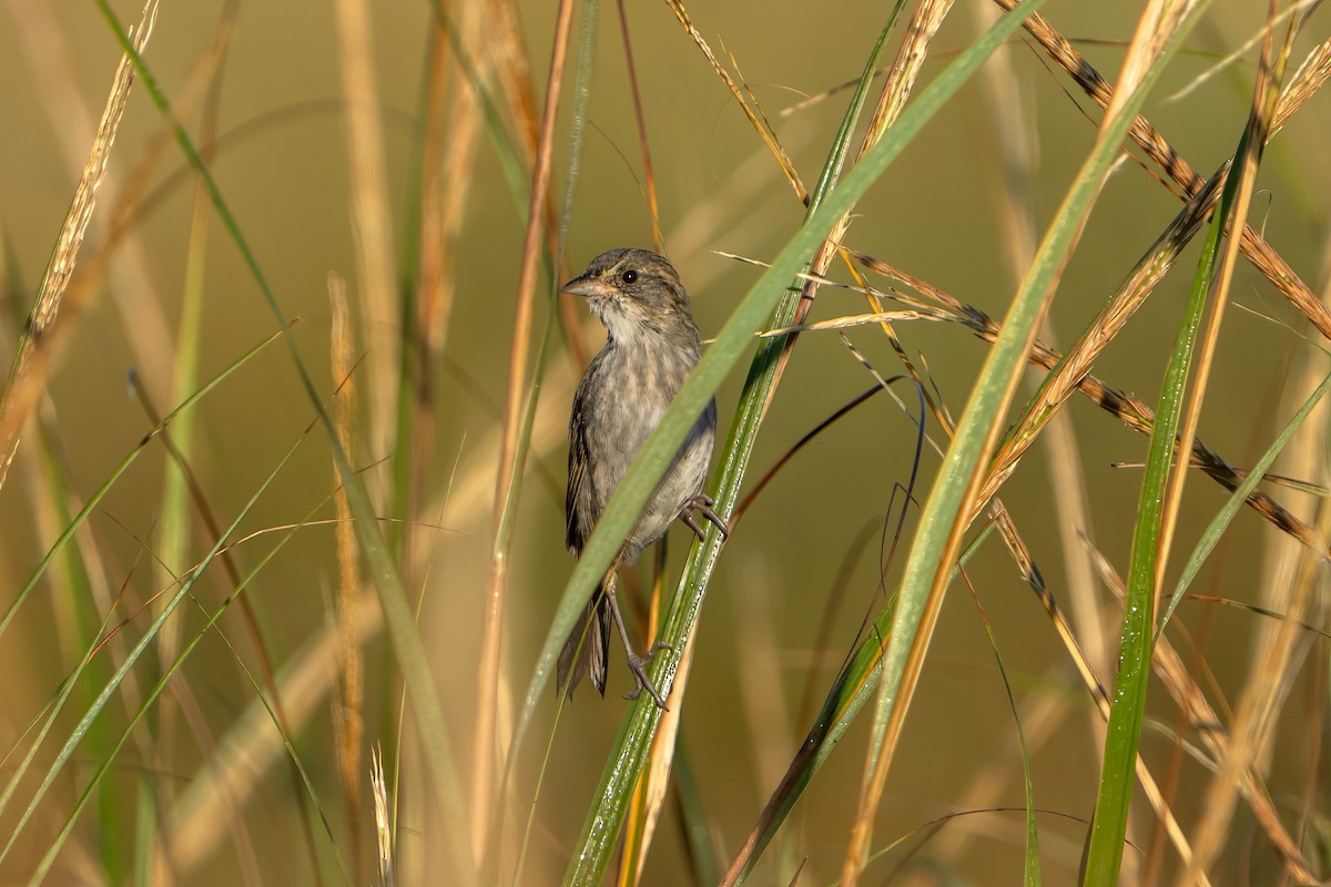 Seaside Sparrow - ML610337755