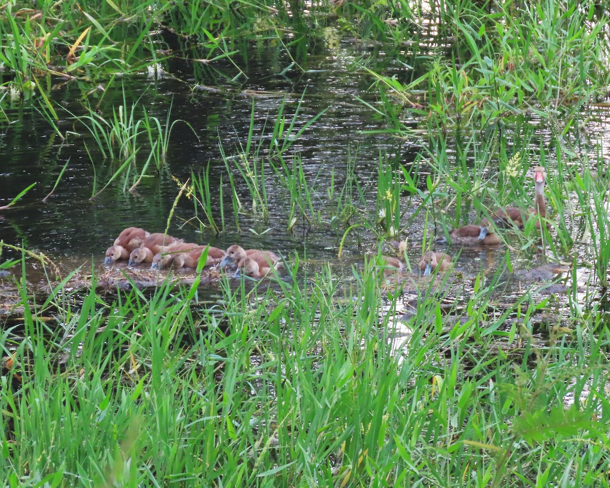 Black-bellied Whistling-Duck - ML610337782