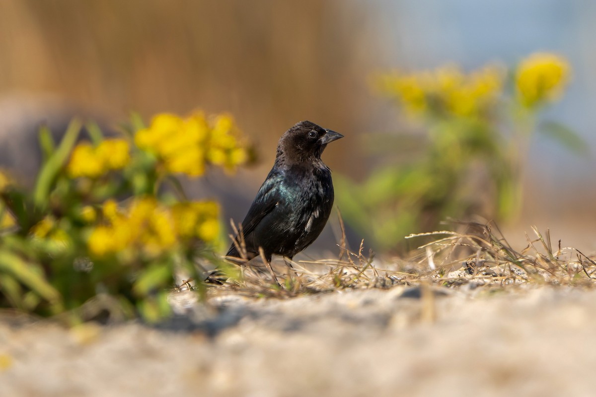 Brown-headed Cowbird - Ashley Pichon