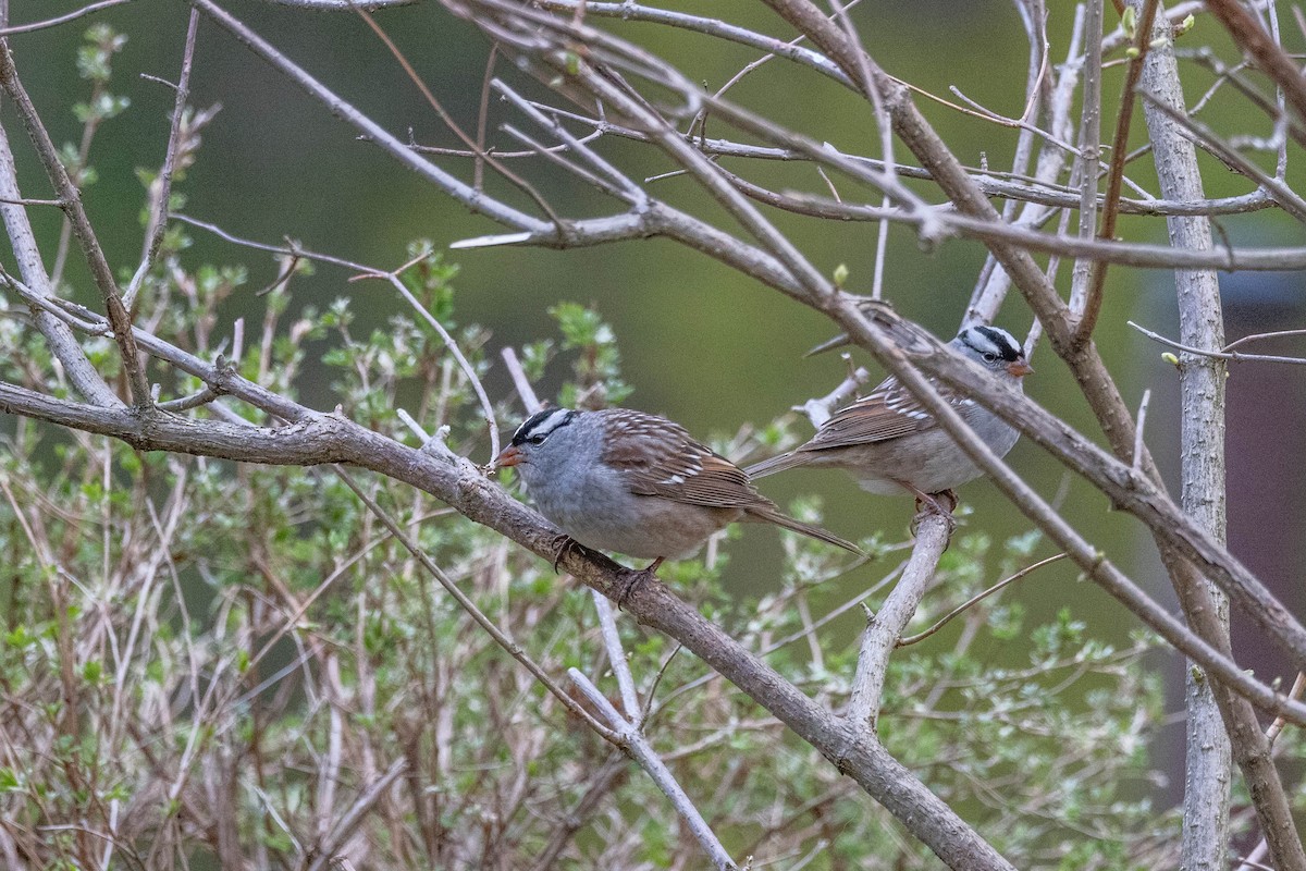 White-crowned Sparrow - Carol Holmes