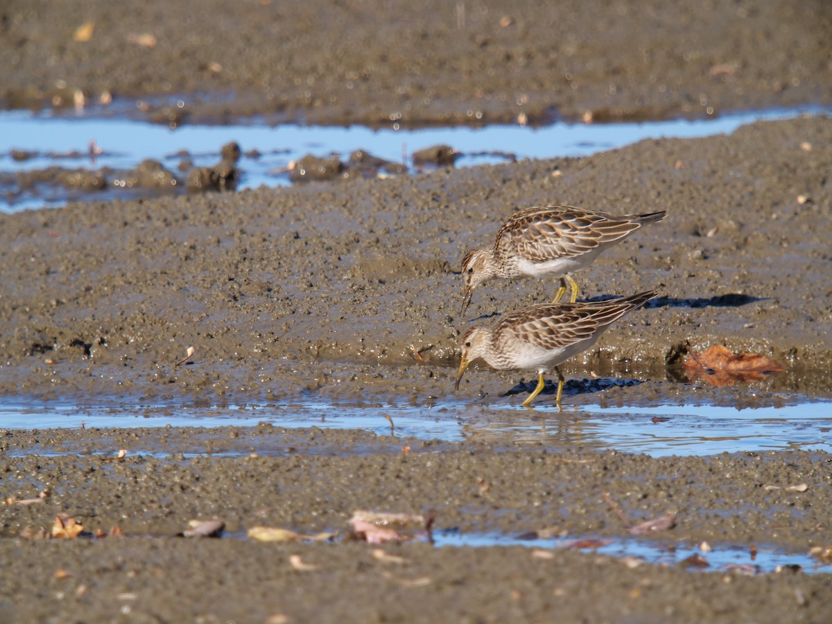 Bécasseau à poitrine cendrée - ML610337818