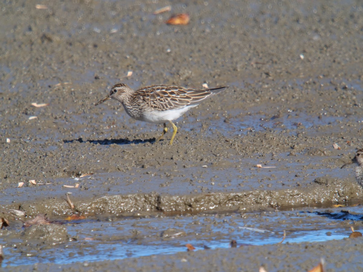 Bécasseau à poitrine cendrée - ML610337819