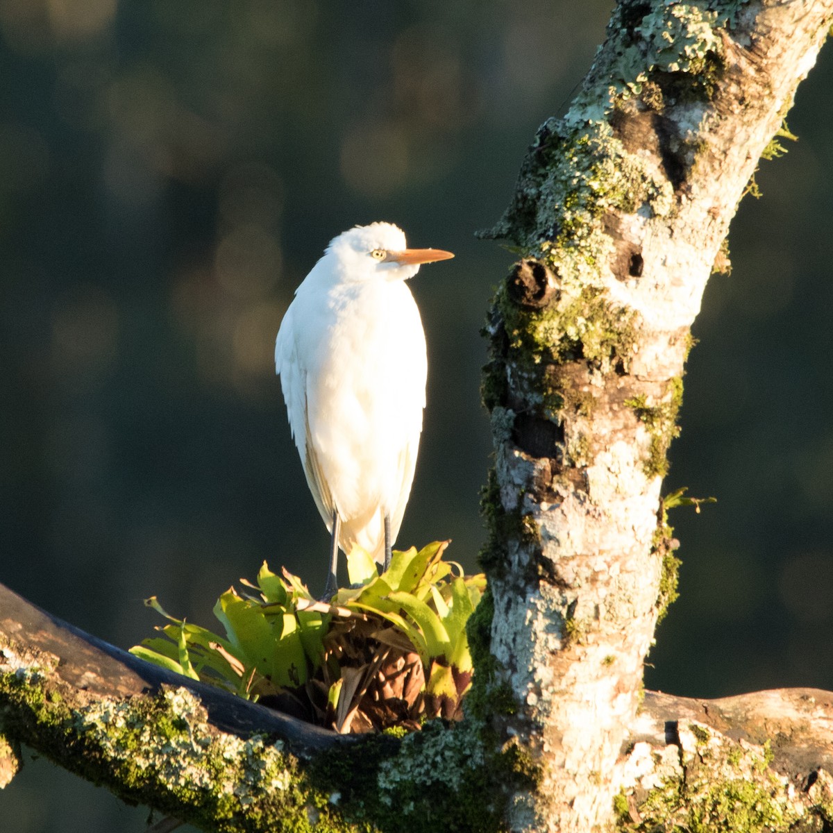 Western Cattle Egret - ML610337830