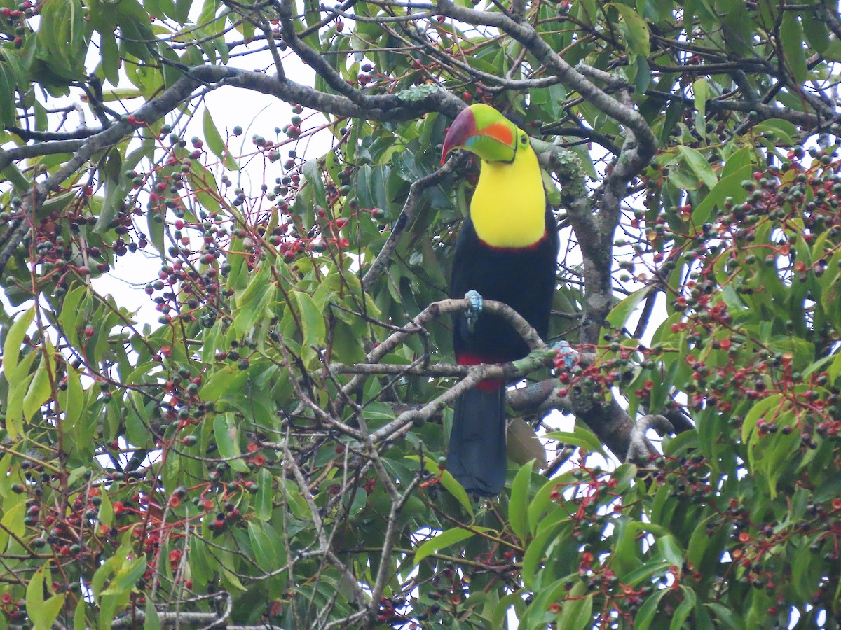 Keel-billed Toucan - ML610337867