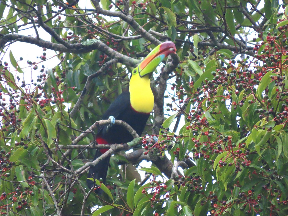 Keel-billed Toucan - ML610337869