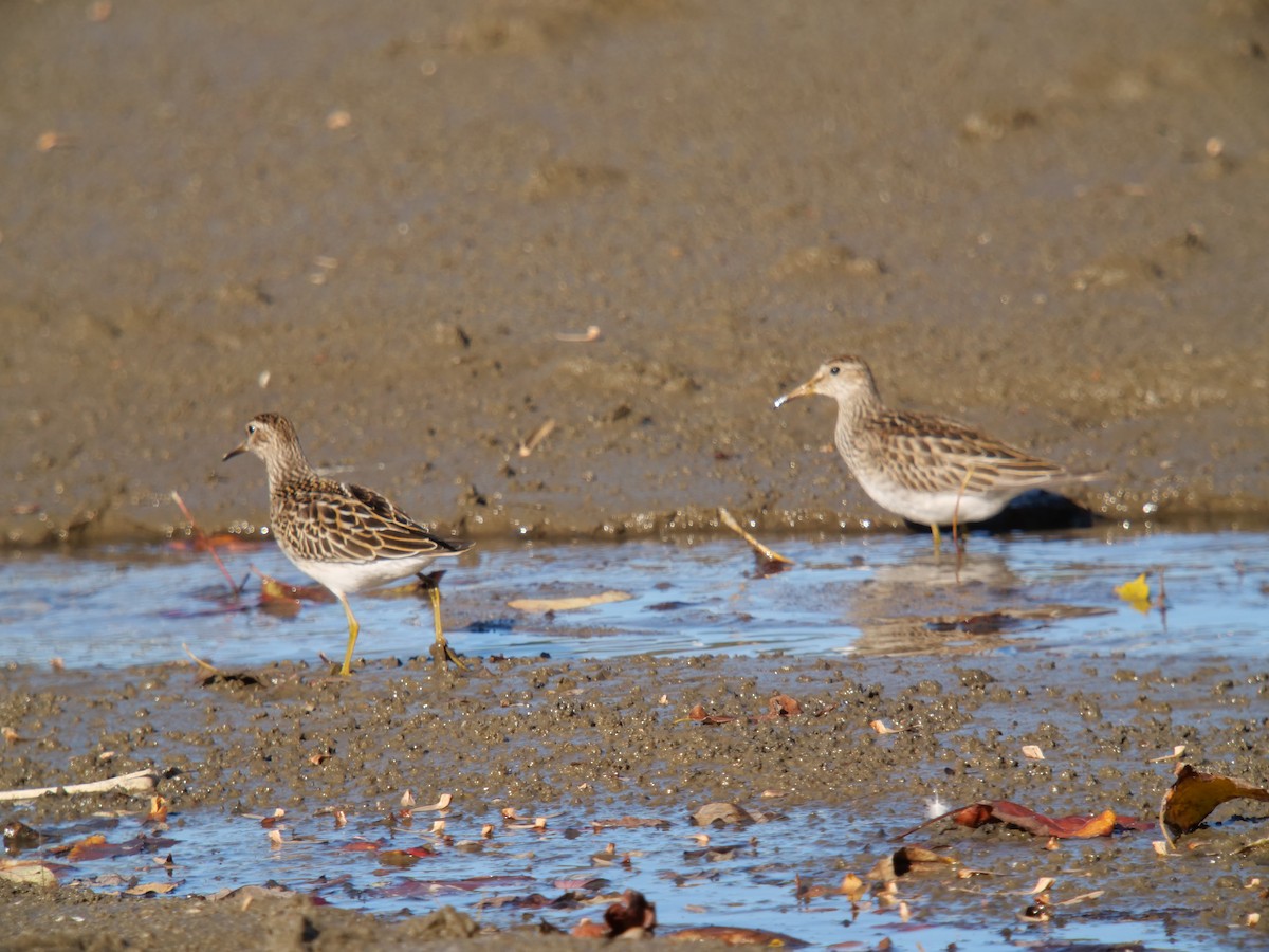 Graubrust-Strandläufer - ML610337896