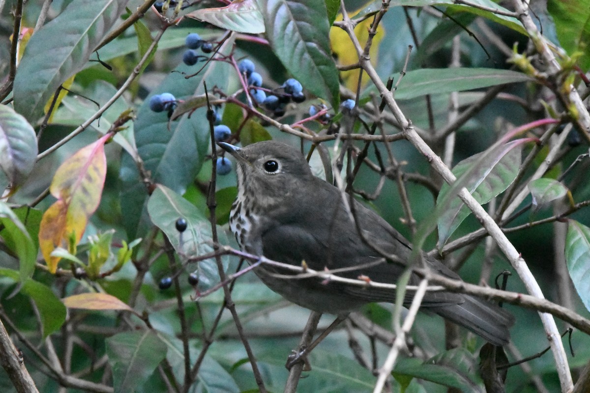 Swainson's Thrush - ML610337920