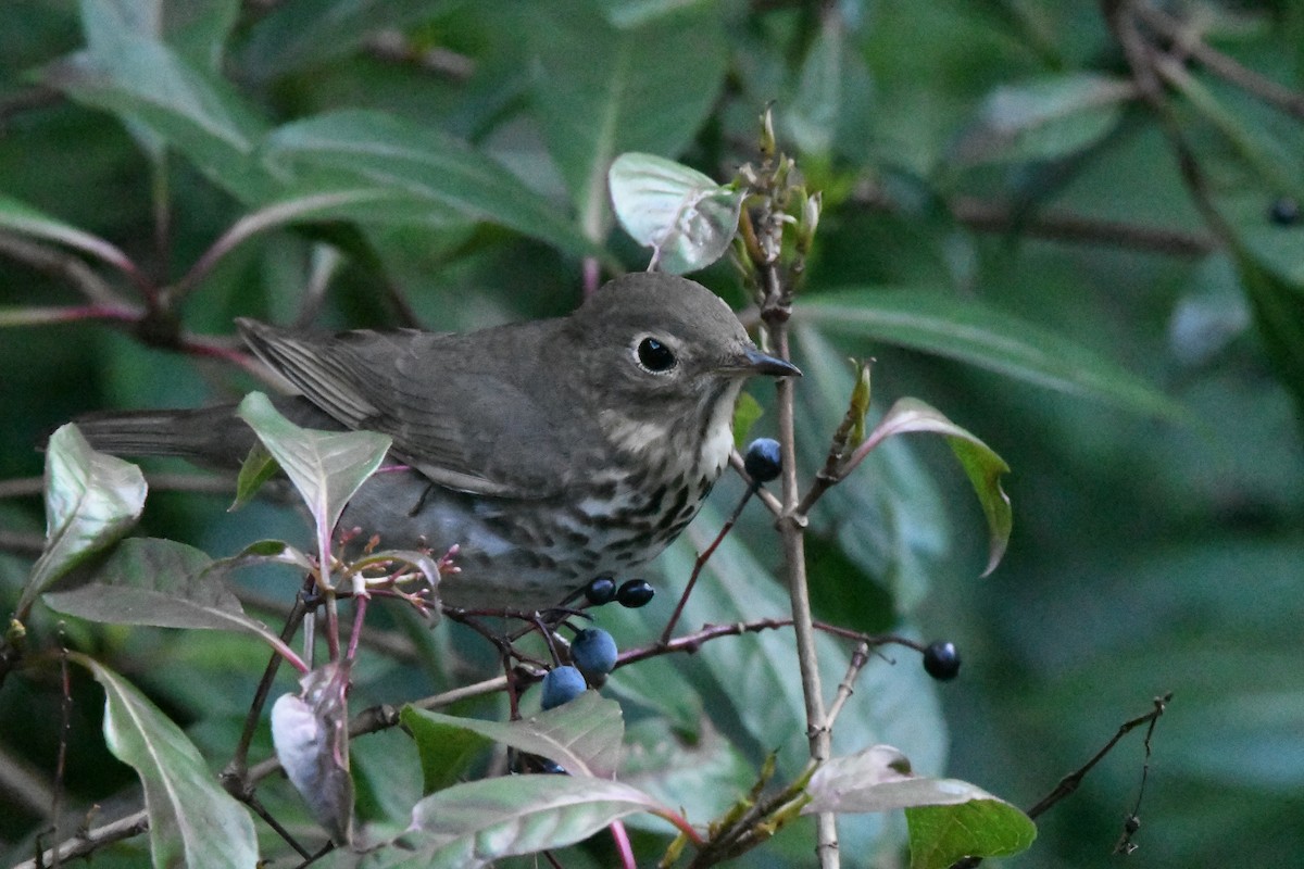 Swainson's Thrush - ML610337921