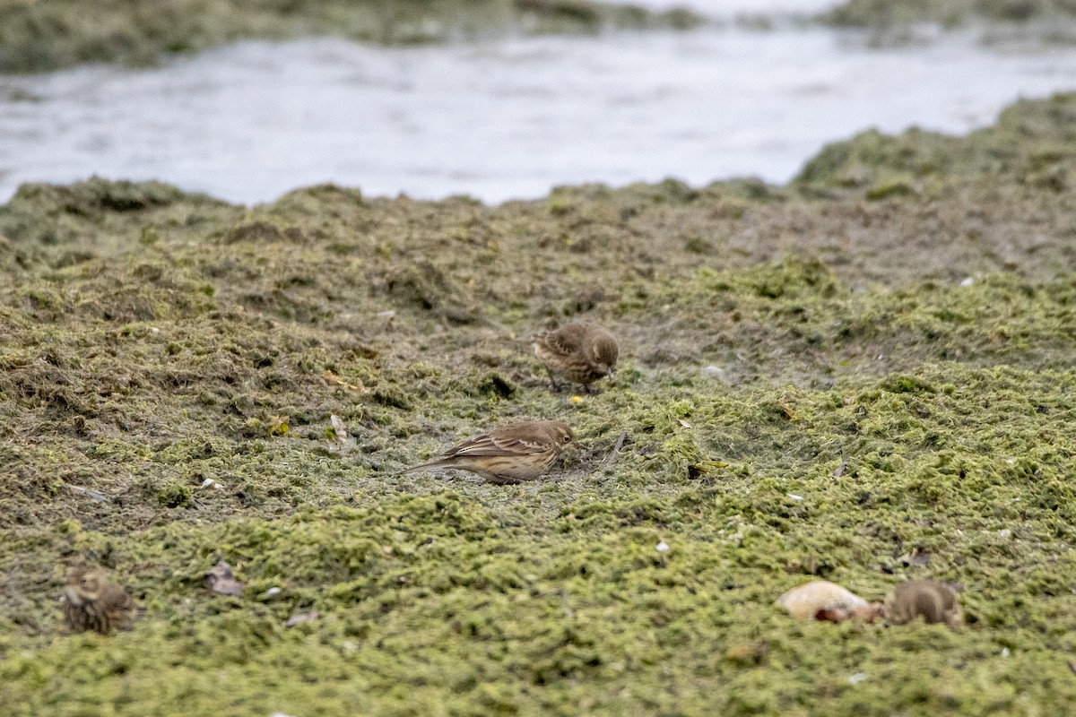 American Pipit - Peter Sproule